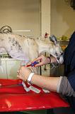 WHIPPET - GARROT PRISE DE SANG 151